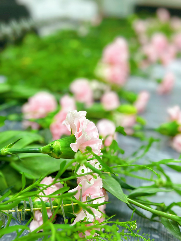 三八妇女节丨祝福所有女人：愿你笑靥如花，一生不减芳华！
